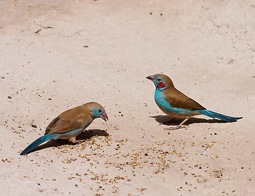 포토 JPG 해외이미지 여자 남자 날개 조류 휴가 씨앗 사람없음 파란색 갈색 정원 점 작음 깃털 부리 계산서 해외202004 해외포토 식물 동물 컬러 사람 크기 파일형식 이미지허브