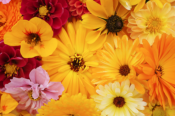 포토 JPG 해외이미지 식물 꽃 백그라운드 꽃무늬 오렌지 자연 추상 사람없음 여름 노란색 배열 달리아 코스모스 질감 해외202004 해외포토 계절 컬러 무늬 과일 생태계 파일형식 이미지허브