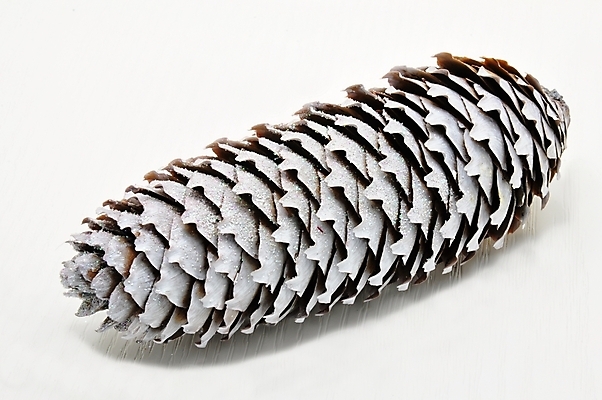 포토 JPG 해외이미지 나무 식물 디자인 계절 백그라운드 크리스마스 겨울 꽃무늬 패턴 자연 추상 휴가 프레임 건조 씨앗 풍경 사람없음 목재 장식 세로 여름 갈색 추위 견과류 가을 흰색 소나무 그룹 은색 숲 묘사 상록수 침엽수 원뿔 내추럴 고립 옛날 가문비나무 해외202004 해외포토 도형 기념일 꽃 컬러 무늬 재료 생태계 파일형식 이미지허브