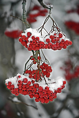 포토 JPG 해외이미지 계절 열매 겨울 과일 자연 풍경 사람없음 빨간색 얼음 추위 흰색 해외202004 해외포토 자연요소 식물 컬러 생태계 파일형식 이미지허브