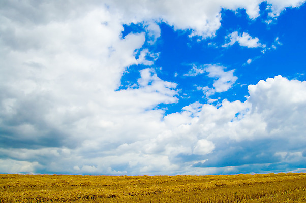 포토 JPG 해외이미지 구름 지구 음식 빵 밭 교실 하늘 종류 옥수수 풍경 사람없음 여름 파란색 농작물 노란색 흙 수확 흰색 재산 황금 낟알 땅 시리얼 밀 허브 시력 성적 귀 밀짚 덩어리 땅바닥 볏집 우크라이나 해외202004 해외포토 자연요소 식물 계절 교육 유럽 컬러 농업 학교 곡류 바닥 신체부위 금융 짚 파일형식 이미지허브