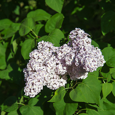 포토 JPG 해외이미지 식물 계절 꽃잎 꽃 줄기 잎 자연 사람없음 야외 초록색 보라색 성장 신선 개화 5월 다발 라일락 해외202004 해외포토 컬러 날짜 생태계 파일형식 이미지허브
