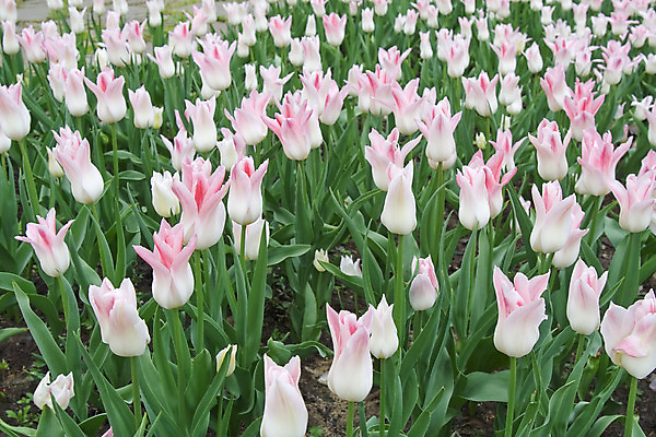 포토 JPG 해외이미지 식물 공원 꽃잎 꽃 분홍색 꽃무늬 자연 사람없음 야외 초록색 봄 튤립 흰색 신선 다발 내추럴 해외202004 해외포토 계절 공공시설 컬러 무늬 생태계 파일형식 이미지허브