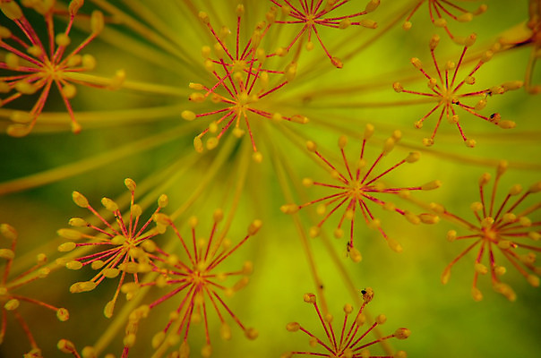 포토 JPG 해외이미지 식물 동물 꽃 음식 줄기 곤충 백그라운드 잎 꽃무늬 채소 오렌지 자연 추상 씨앗 사람없음 야외 빨간색 초록색 노란색 환경 정원 검은색 봄 줄무늬 벚꽃 신선 닫기 벌레 작음 허브 딱정벌레 향신료 묘사 유기농 내추럴 딜 회향 해외202004 해외포토 웰빙 계절 컬러 무늬 과일 모션 크기 생태계 향미료 파일형식 이미지허브