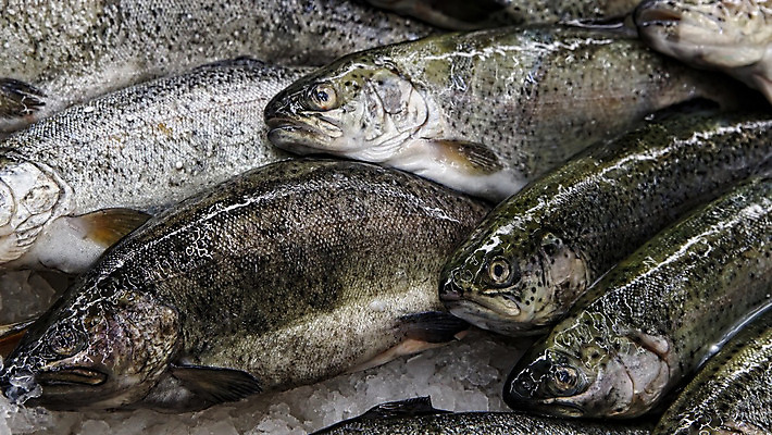 포토 JPG 해외이미지 잡화 산업 음식 바다 백그라운드 패턴 다이어트 비즈니스 재료 낚시 건강 어류 요리 사람없음 판매 세일 상점 주방 냉동 얼음 저녁식사 추위 신선 잡기 시장 지중해 해산물 무역 질감 날것 소매 슈퍼마켓 내추럴 냉동고 단백질 생식 수경재배 식료품점 해외202004 해외포토 자연요소 무늬 모션 레저 식사 수중동물 영양소 파일형식 이미지허브