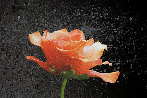 포토 JPG 해외이미지 식물 디자인 기념일 꽃잎 꽃 종이 결혼 백그라운드 꽃무늬 패턴 자연 날씨 추상 사람없음 장식 빨간색 장미 정원 손상 수확 골동품 벚꽃 축하 얼룩 신용카드 거친 묘사 부식 그림 질감 복고 엽서 스크래치 찢어짐 시들음 판지 구김 그런지 옛날 해외202004 해외포토 컬러 컨셉 무늬 농업 모션 이벤트 금융 편지 생태계 파일형식 이미지허브