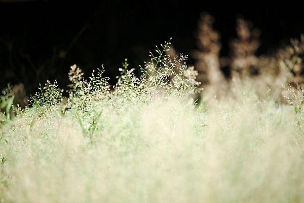 포토 JPG 해외이미지 식물 꽃 백그라운드 밭 자연 풍경 사람없음 초록색 여름 태양 환경 정원 봄 데이지 해외202004 해외포토 자연요소 계절 컬러 농업 생태계 파일형식 이미지허브