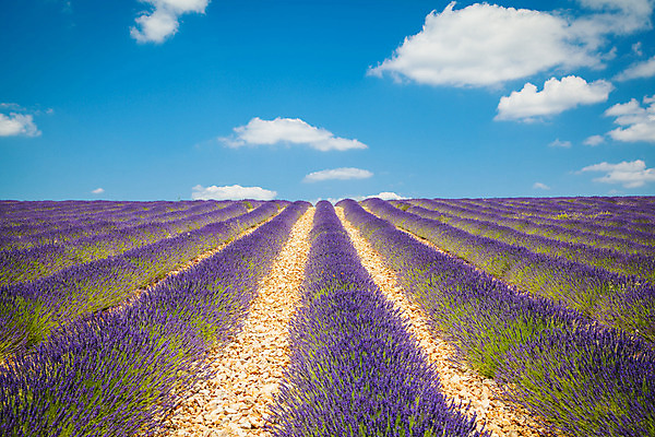 포토 JPG 해외이미지 식물 꽃 유럽 백그라운드 밭 농업 자연 하늘 풍경 사람없음 여름 컬러풀 보라색 프랑스 시골 제비꽃 향기 라벤더 내추럴 프로방스 해외202004 해외포토 계절 나라 산업 컬러 허브 생태계 냄새 파일형식 이미지허브