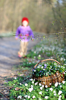 포토 JPG 해외이미지 나무 식물 공원 꽃 어린이 꽃무늬 자연 한명 목재 초록색 빛 바구니 걷기 침묵 봄 활발 성장 흰색 숲 장면 해외202004 해외포토 1 계절 공공시설 컬러 컨셉 무늬 재료 모션 사람 소리 생태계 파일형식 이미지허브