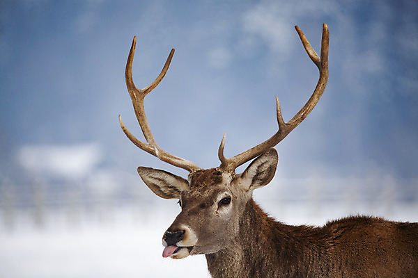 포토 JPG 해외이미지 주간 응시 야생동물 겨울 사슴 뿔 풍경 사람없음 야외 숲 해외202004 해외포토 자연요소 동물 시선 계절 포유류 파일형식 이미지허브