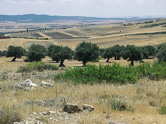 포토 JPG 해외이미지 나무 식물 전통 여행 농업 아프리카 자연 하늘 풍경 사람없음 초록색 여름 햇빛 지중해 올리브 튀니지 해외202004 해외포토 계절 열매 나라 산업 바다 컬러 태양 생태계 파일형식 이미지허브