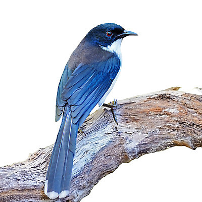 포토 JPG 해외이미지 동물 1 공원 아시아 야생동물 날개 태국 자연 조류 휴식 생물 사람없음 야외 초록색 컬러풀 햇빛 환경 어둠 자유 나뭇가지 보호 척추 깃털 속도 싱글 꼬리 사냥 부리 꿀 경보 해외202004 해외포토 나무 공공시설 나라 컬러 컨셉 뼈 태양 생태계 파일형식 이미지허브