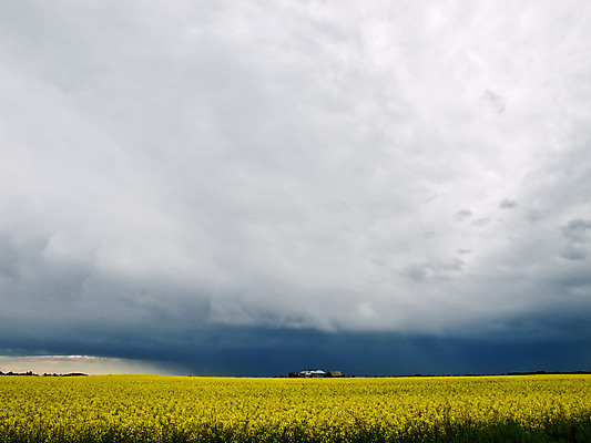포토 JPG 해외이미지 나무 식물 구름 산업 지구 백그라운드 캐나다 밭 농업 자연 하늘 날씨 씨앗 풍경 사람없음 야외 초록색 여름 농작물 컬러풀 태양 농장 농경지 노란색 환경 어둠 젖음 시골 오픈 황금 땅 폭풍 내추럴 밭일 카놀라 폭풍우 해외202004 해외포토 자연요소 계절 컬러 북아메리카 비_날씨 자연재해 생태계 파일형식 이미지허브