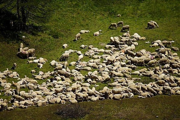 포토 JPG 해외이미지 동물 밭 자연 산 사람없음 여름 농장 농경지 계곡 가축 봄 시골 양 그룹 군중 먹이 방목 언덕 알프스 양고기 흐림 양모 찰과상 많음 해외202004 해외포토 계절 유럽 컨셉 농업 포유류 날씨 육류 사람 직물 축산업 상처 생태계 파일형식 이미지허브