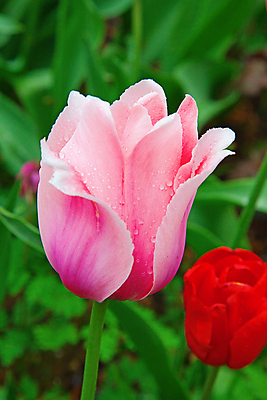 포토 JPG 해외이미지 식물 계절 공원 꽃잎 꽃 유럽 줄기 분홍색 꽃다발 백그라운드 잎 꽃무늬 밭 농업 전구 자연 사람없음 빨간색 초록색 물 여름 컬러풀 노란색 정원 보라색 봄 활발 튤립 벚꽃 시골 신선 이슬 5월 꽃집 네덜란드 원예 줄서기 해외202004 해외포토 자연요소 공공시설 나라 산업 컬러 컨셉 무늬 모션 취미 상점 날짜 생태계 파일형식 이미지허브