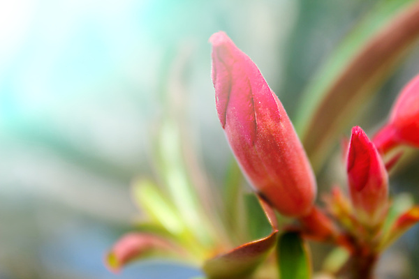 포토 JPG 해외이미지 식물 디자인 계절 공원 꽃 분홍색 꽃다발 백그라운드 컨셉 잎 꽃무늬 밭 자연 벽지 사람없음 야외 초록색 여름 빛 컬러풀 태양 우주 정원 보라색 봄 벚꽃 흰색 신선 신용카드 닫기 다발 데이지 보케 장면 내추럴 스타일 해외202004 해외포토 자연요소 공공시설 컬러 무늬 농업 모션 금융 생태계 파일형식 이미지허브