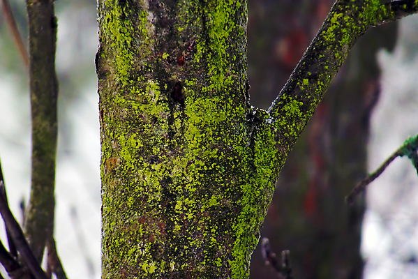 포토 JPG 해외이미지 나무 겨울 자연 핀란드 이끼 사람없음 초록색 나뭇가지 나무껍질 해외202004 해외포토 식물 계절 컬러 북유럽 껍질 생태계 파일형식 이미지허브