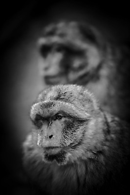 포토 JPG 해외이미지 동물 응시 유럽 야생동물 털 표정 사람없음 갈색 올려보기 프랑스 원숭이 게으름 혼란 해외202004 해외포토 시선 나라 컬러 컨셉 포유류 모션 파일형식 이미지허브