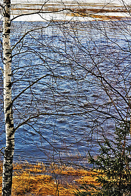 포토 JPG 해외이미지 나무 겨울 바람 날씨 휴식 건조 풍경 사람없음 목재 세로 갈색 침묵 소나무 숲 통나무 전나무 생태학 해외202004 해외포토 자연요소 식물 계절 교육 컬러 컨셉 재료 소리 파일형식 이미지허브