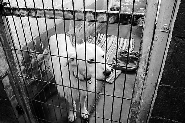 포토 JPG 해외이미지 동물 응시 얼굴 새끼 컨셉 포유류 주택 털 자물쇠 육류 사람없음 울타리 반려동물 슬픔 흰색 사회 개 강아지 작음 학대 사냥개 철사 새장 망사 송곳니 노숙자 기르기 유래 해외202004 해외포토 시선 감정 컬러 식재료 건물 신체부위 담장 직물 치아 크기 사회이슈 공동체 돌봄 케이지 파일형식 이미지허브