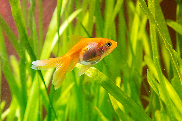 포토 JPG 해외이미지 식물 주택 항해 어류 취미 사람없음 물 노란색 평화 수영 중국 안개 황금 달콤 작음 그림 금붕어 먼지 수족관 잉어 돌봄 해외202004 해외포토 자연요소 아시아 컬러 컨셉 배_교통 모션 날씨 건물 수중동물 수상스포츠 맛 크기 파일형식 이미지허브