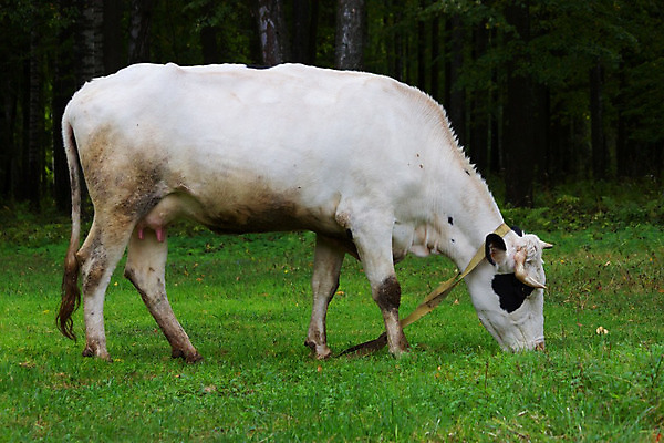 포토 JPG 해외이미지 동물 구름 백그라운드 밭 농업 포유류 자연 건강 서기 풍경 사람없음 야외 초록색 여름 농장 농경지 머리 검은색 가축 봄 소고기 우유 흰색 시골 신선 소 농부 방목 땅 먹기 귀 장면 송아지 밭일 서쪽 찰과상 해외202004 해외포토 자연요소 직업 계절 산업 새끼 컬러 모션 유제품 육류 신체부위 축산업 상처 방향 생태계 파일형식 이미지허브
