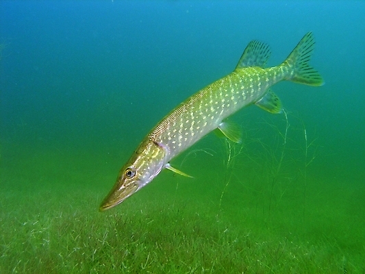 포토 JPG 해외이미지 식물 동물 야생동물 잎 자연 어류 사람없음 초록색 물 여름 사진촬영 수중 스노클링 잠수함 동물상 민물 해외202004 해외포토 자연요소 계절 컬러 조형물 촬영 수중동물 수상스포츠 생태계 파일형식 이미지허브