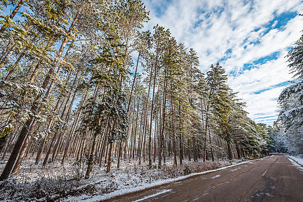 포토 JPG 해외이미지 식물 도로 자연 아침 사람없음 야외 햇빛 태양 환경 맑음 냉동 얼음 추위 가을 나뭇가지 시골 신선 숲 11월 속도 서리 침엽수 야광 내추럴 삼림지대 해외202004 해외포토 주간 자연요소 나무 계절 길 교통시설 날씨 빛 날짜 생태계 파일형식 이미지허브