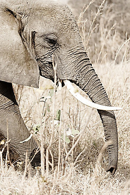 포토 JPG 해외이미지 동물 야생동물 여행 포유류 자연 휴가 코끼리 건조 국립공원 사람없음 야외 환경 산책 사막 큼 사파리 귀 사바나 웅장함 탄자니아 해외202004 해외포토 공원 아프리카 휴식 신체부위 크기 생태계 파일형식 이미지허브