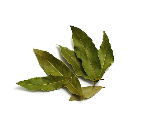 포토 JPG 해외이미지 스튜디오촬영 식물 백그라운드 잎 실내 사람없음 가로 초록색 흰색 신선 만 양념 그룹 닫기 자르기 허브 향신료 흰배경 유기농 내추럴 고립 월계수 많음 카피스페이스 해외202004 해외포토 웰빙 컬러 컨셉 모션 내부 공백 향미료 파일형식 이미지허브