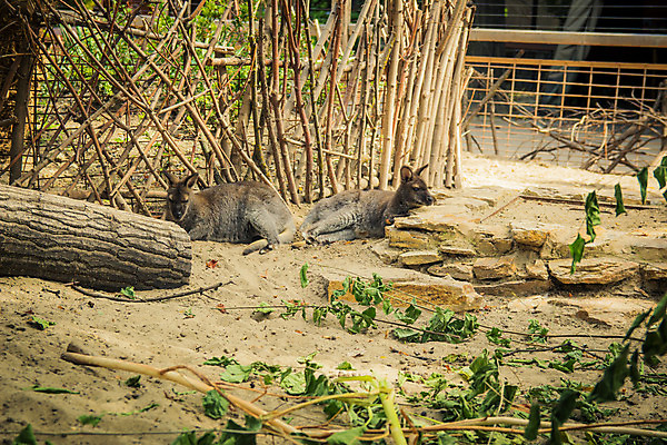 포토 JPG 해외이미지 나무 동물 응시 공원 야생동물 모래 잎 2 포유류 자연 휴식 디저트 털 동물원 서기 사람없음 야외 빨간색 초록색 울타리 갈색 노란색 머리 환경 회색 닫기 호주 보호 작음 꼬리 새장 목 캥거루 동물상 오지 해외202004 해외포토 식물 시선 공공시설 음식 컬러 컨셉 모션 신체부위 담장 조형물 오세아니아 크기 생태계 케이지 파일형식 이미지허브