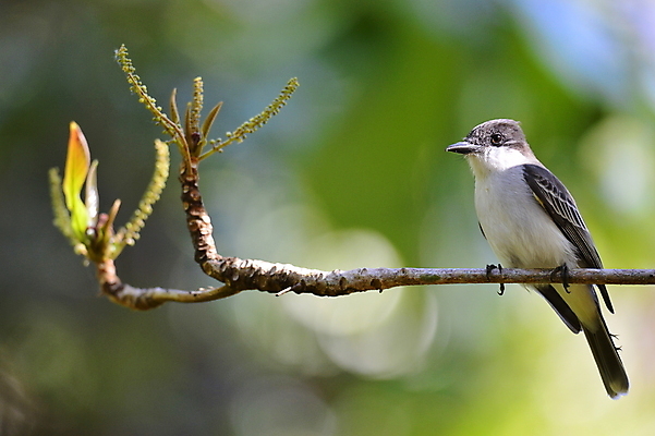 포토 JPG 해외이미지 나무 동물 척추동물 야생동물 섬 백그라운드 날개 자연 조류 하늘 주택 종류 사람없음 파란색 갈색 환경 외침 보호 깃털 에코 육식동물 북쪽 쿠바 내추럴 동물상 바이오 생태학 해외202004 해외포토 식물 교육 컬러 컨셉 건물 조형물 소리 중앙아메리카 방향 생태계 파일형식 이미지허브