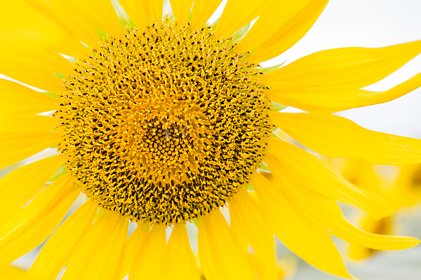 포토 JPG 해외이미지 식물 구름 꽃잎 꽃 행복 지구 백그라운드 잎 꽃무늬 밭 농업 오렌지 자연 하늘 해바라기 씨앗 풍경 사람없음 초록색 여름 파란색 농작물 컬러풀 햇빛 태양 노란색 정원 맑음 봄 활발 성장 벚꽃 시골 원형 개화 유기농 꽃가루 내추럴 해외202004 해외포토 자연요소 도형 웰빙 계절 감정 산업 컬러 컨셉 무늬 과일 날씨 가루 생태계 파일형식 이미지허브