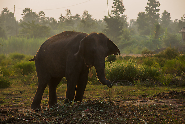포토 JPG 해외이미지 동물 공원 야생동물 포유류 아프리카 자연 엄마 코끼리 그림자 풍경 사람없음 야외 걷기 환경 힘 아기 황무지 작음 큼 사파리 싱글 귀 케냐 내추럴 전국 해외202004 해외포토 공공시설 나라 가족 모션 사람 신체부위 크기 생태계 파일형식 이미지허브