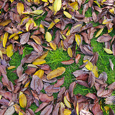 포토 JPG 해외이미지 나무 식물 디자인 계절 공원 실루엣 백그라운드 잎 패턴 오렌지 자연 바닥 프레임 건조 기술 사람없음 초록색 햇빛 갈색 노란색 활발 가을 물방울 떨어짐 숲 9월 수집 구식 멀티 엘리먼트 옛날 해외202004 해외포토 공공시설 컬러 컨셉 무늬 과일 촬영기법 태양 날짜 생태계 파일형식 이미지허브