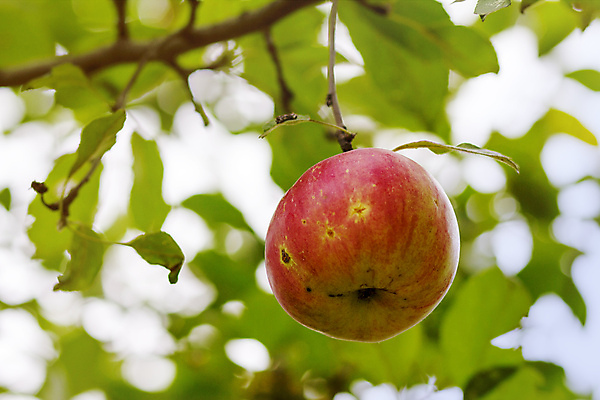 포토 JPG 해외이미지 계절 음식 잎 농업 다이어트 오렌지 과일 자연 건강 사람없음 야외 빨간색 초록색 여름 컬러풀 농장 정원 수확 가을 신선 사과 유기농 날것 내추럴 숙성 해외202004 해외포토 식물 웰빙 산업 컬러 생태계 파일형식 이미지허브