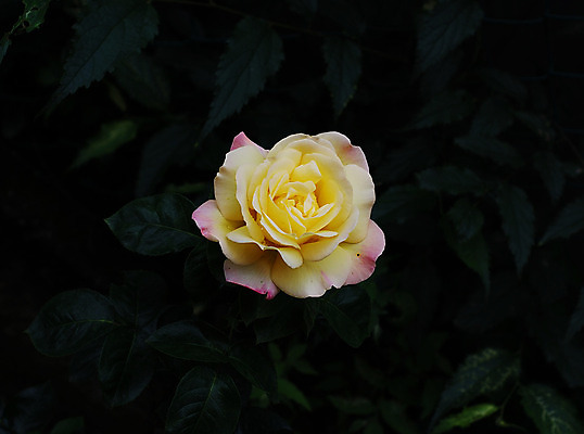 포토 JPG 해외이미지 식물 꽃잎 꽃 사람없음 빨간색 장미 노란색 봄 벚꽃 해외202004 해외포토 계절 컬러 파일형식 이미지허브