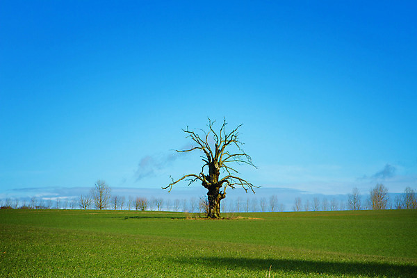 포토 JPG 해외이미지 나무 구름 영어 계절 도로 백그라운드 잎 밭 농업 자연 하늘 영국 잉글랜드 주택 풍경 사람없음 초록색 여름 파란색 빛 컬러풀 태양 농장 농경지 평화 맑음 침묵 일몰 봄 가을 시골 큼 장면 내추럴 해외202004 해외포토 자연요소 식물 문자 유럽 산업 길 컬러 컨셉 교통시설 날씨 건물 노을 소리 크기 생태계 파일형식 이미지허브