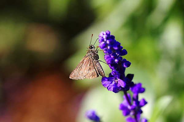 포토 JPG 해외이미지 식물 동물 꽃 야생동물 나비 곤충 잎 날개 오렌지 자연 앉기 사람없음 빨간색 초록색 여름 컬러풀 정원 검은색 봄 시골 벌레 작음 큼 체크무늬 내추럴 동물상 해외202004 해외포토 계절 컬러 무늬 과일 모션 조형물 크기 생태계 파일형식 이미지허브