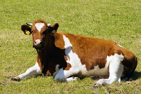 포토 JPG 해외이미지 동물 밭 농업 자연 서기 사람없음 초록색 파란색 농장 농경지 갈색 검은색 흰색 시골 신선 소 닫기 군중 방목 땅 호기심 숨김 밭일 서쪽 찰과상 목가 해외202004 해외포토 감정 산업 컬러 컨셉 포유류 모션 사람 축산업 상처 방향 생태계 파일형식 이미지허브