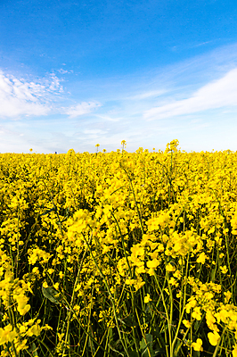 포토 JPG 해외이미지 식물 구름 계절 꽃 백그라운드 밭 농업 자연 하늘 건강 씨앗 풍경 사람없음 초록색 여름 파란색 농작물 태양 농장 노란색 환경 맑음 봄 활발 수확 성장 벚꽃 시골 개화 땅 유채 장면 내추럴 밭일 카놀라 해외202004 해외포토 자연요소 산업 컬러 컨셉 날씨 생태계 파일형식 이미지허브