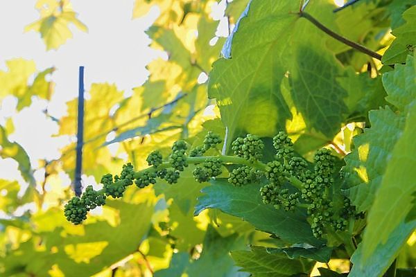 포토 JPG 해외이미지 전통 열매 백그라운드 밭 과일 자연 포도 풍경 사람없음 빨간색 초록색 컬러풀 태양 농장 일출 와인 계곡 보라색 일몰 수확 성장 덮개 가을 시골 신선 맛 해충 보호 다발 보안 날것 캘리포니아 포도밭 포도나무 지역 숙성 양조장 줄서기 토스카나 해외202004 해외포토 자연요소 식물 계절 컬러 컨셉 농업 모션 주류 안전 노을 미국 이탈리아 뚜껑 벌레 과일나무 생태계 파일형식 이미지허브