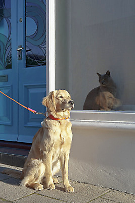 포토 JPG 해외이미지 전신 동물 외관 응시 2 포장 창문 영국 앉기 사람없음 야외 건물 세로 반려동물 반사 문 황금 개 리트리버 낙서 잡종 송곳니 신앙심 테마 버미즈 해외202004 해외포토 건축물 시선 유럽 포유류 모션 고양이 치아 파일형식 이미지허브