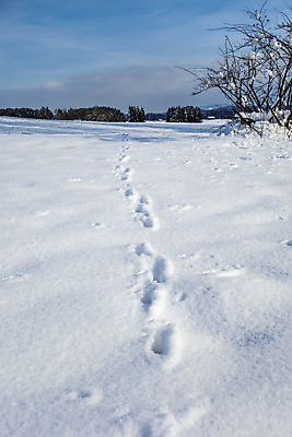 포토 JPG 해외이미지 나무 동물 계절 여행 백그라운드 크리스마스 겨울 자연 하늘 동화 날씨 휴가 독일 풍경 사람없음 야외 목재 파란색 햇빛 태양 냉동 얼음 추위 덮개 흰색 숲 인쇄 서리 장면 전나무 양발 눈내림 바이에른 해외202004 해외포토 자연요소 식물 기념일 유럽 컬러 재료 눈_날씨 뚜껑 생태계 파일형식 이미지허브