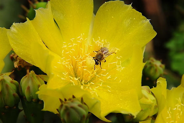 포토 JPG 해외이미지 식물 꽃 백그라운드 스티커 자연 선인장 사람없음 초록색 노란색 사막 수확 벚꽃 가시 닫기 묘사 꽃가루 스파이크 디테일 해외202004 해외포토 컬러 농업 모션 가루 생태계 파일형식 이미지허브