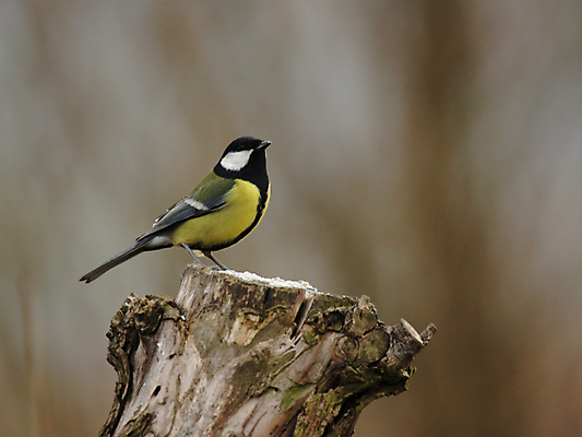 포토 JPG 해외이미지 동물 조류 앉기 사람없음 초록색 파란색 노란색 검은색 흰색 깃털 부리 계산서 해외202004 해외포토 컬러 모션 파일형식 이미지허브