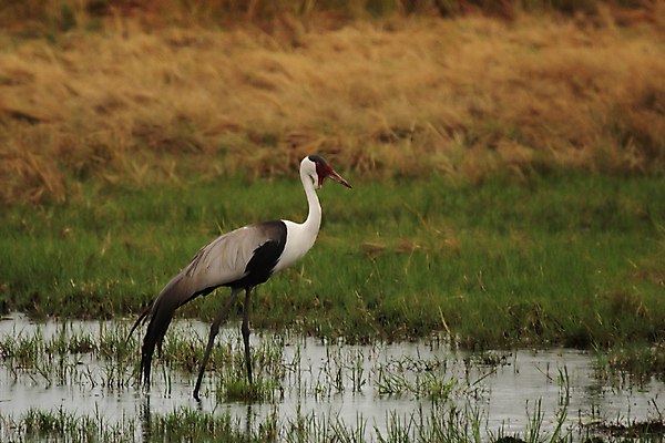 포토 JPG 해외이미지 동물 야생동물 아프리카 조류 사람없음 빨간색 물 회색 흰색 습지 큼 사파리 기중기 보츠와나 스텝 해외202004 해외포토 자연요소 나라 컬러 중장비 크기 파일형식 이미지허브