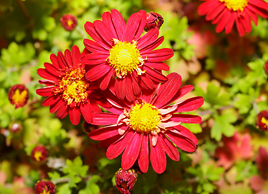 포토 JPG 해외이미지 나무 식물 계절 꽃잎 꽃 아시아 분홍색 꽃다발 백그라운드 꽃무늬 패턴 자연 새로움 국화 사람없음 컬러풀 노란색 정원 골짜기 일본 중국 침묵 활발 벚꽃 가을 개화 암호 다발 향기 쇼 내추럴 강렬 해외202004 해외포토 나라 컬러 컨셉 무늬 소리 생태계 냄새 파일형식 이미지허브