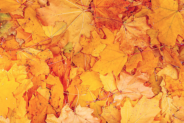 포토 JPG 해외이미지 나무 식물 디자인 계절 공원 백그라운드 단풍 잎 패턴 오렌지 자연 벽지 추상 프레임 건조 잔디 사람없음 야외 목재 장식 빨간색 초록색 갈색 노란색 보라색 카펫 활발 수확 가을 그룹 황금 11월 다발 질감 10월 그런지 옛날 많음 해외202004 해외포토 공공시설 컬러 컨셉 무늬 농업 과일 재료 날짜 생태계 파일형식 이미지허브