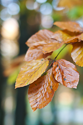 포토 JPG 해외이미지 나무 식물 잎 자연 사람없음 야외 세로 컬러풀 가을 나뭇가지 해외202004 해외포토 계절 컬러 생태계 파일형식 이미지허브